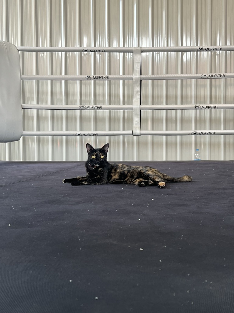 Gym cat resting in the Muay Thai ring